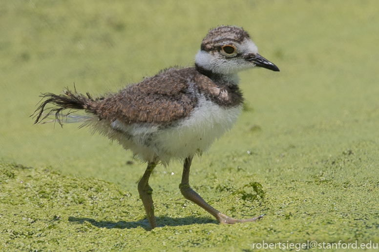 emily renzel wetlands